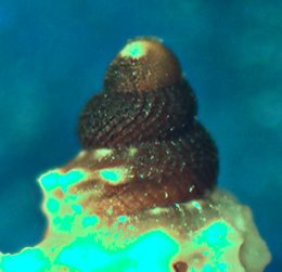 Raphitoma  leufroyi?